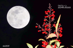 2024年1月26日ウルフムーンNO.1