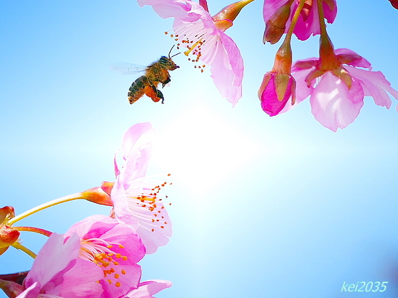 河津桜＆蜜蜂