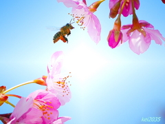 河津桜＆蜜蜂