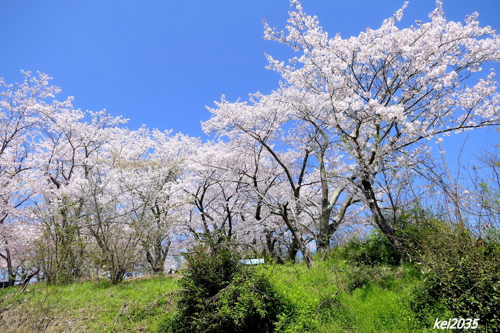 けしご山の桜