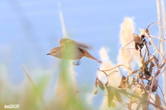 ジョウビタキ　NO.4