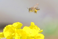 蜜蜂＆菜の花　NO.１