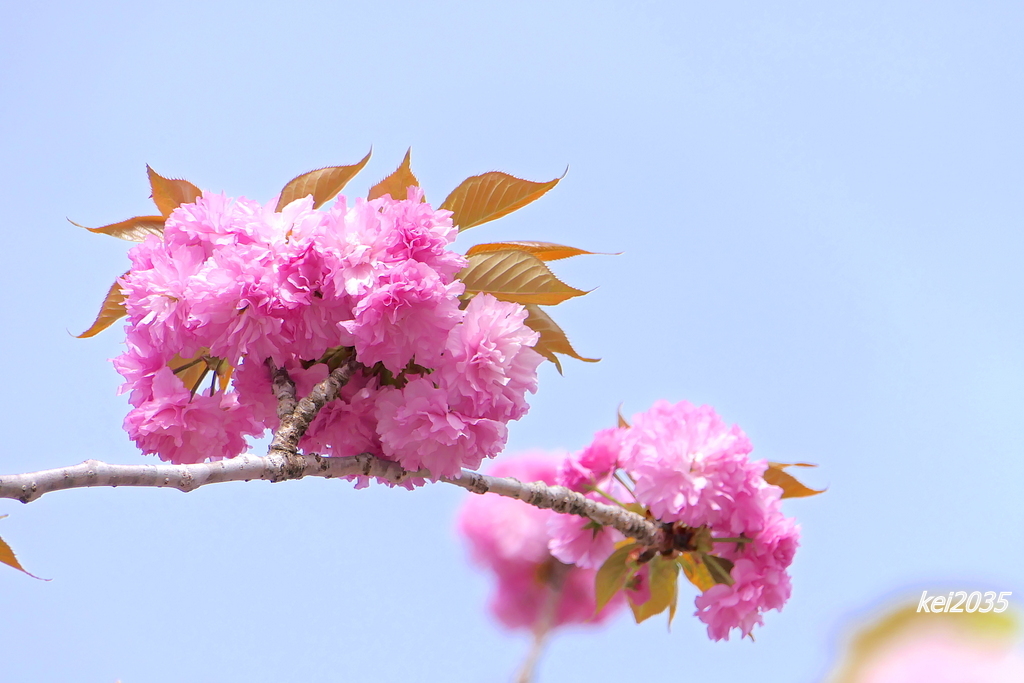 宗堂桜