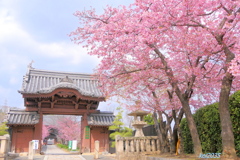 妙林寺の河津桜