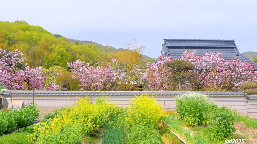 宗堂桜＆菜の花