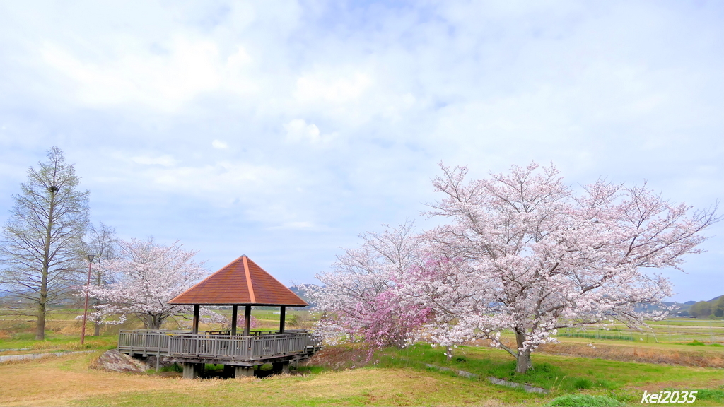 桜