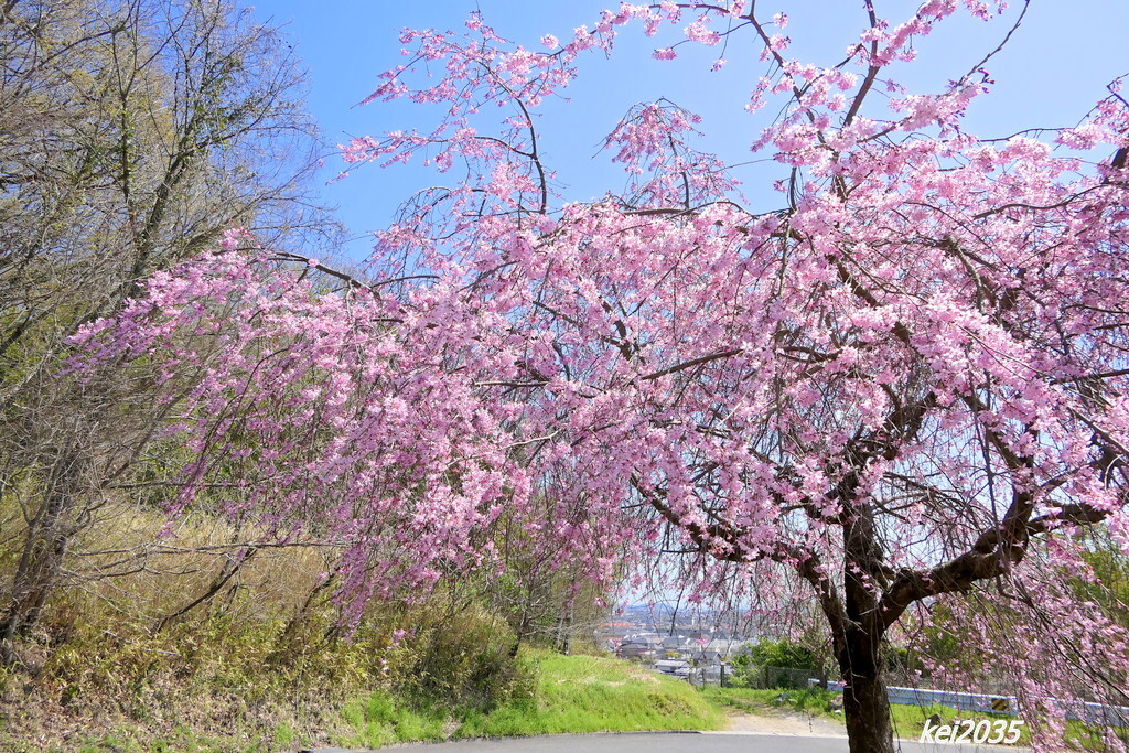 　桜　