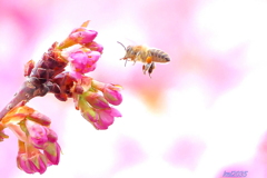 蜜蜂＆河津桜