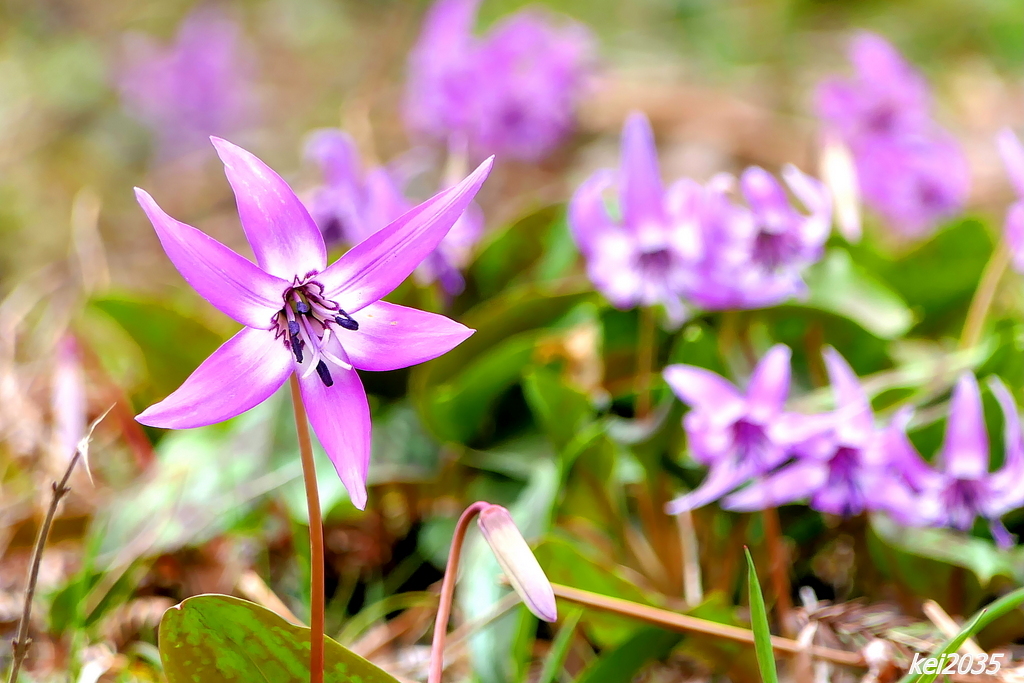 カタクリの花