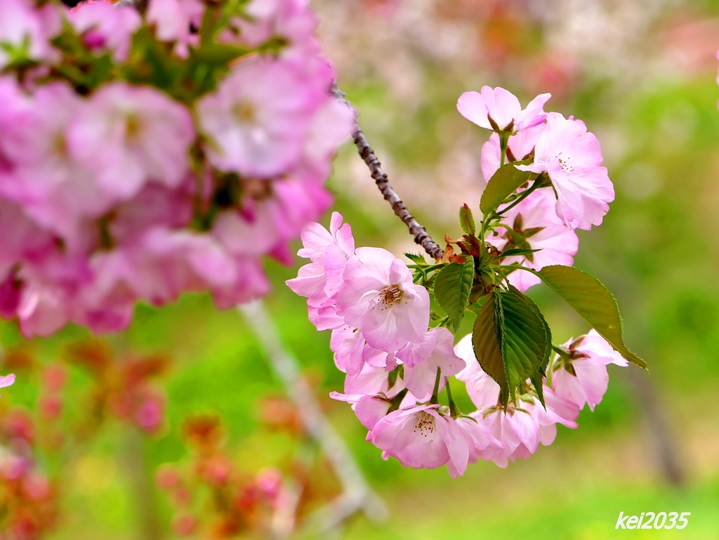 桜