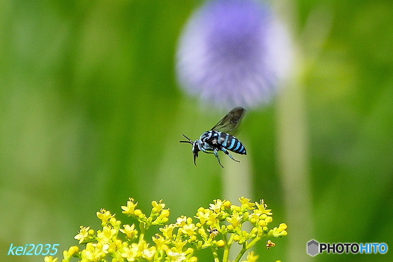 「幸せを呼ぶ青い蜂」ルリモンハナバチ