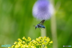 「幸せを呼ぶ青い蜂」ルリモンハナバチ
