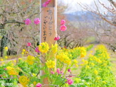 「ありがとうございます」神崎梅園