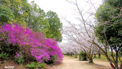 貴船神社の桜とツツジ