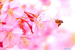 蜜蜂＆河津桜