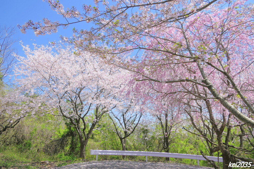けしご山の桜