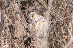 トラフズクNO.3