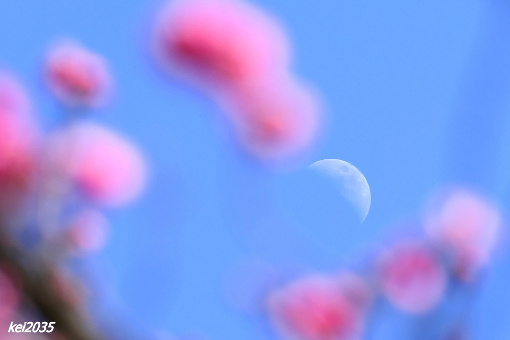 昼の月と紅梅