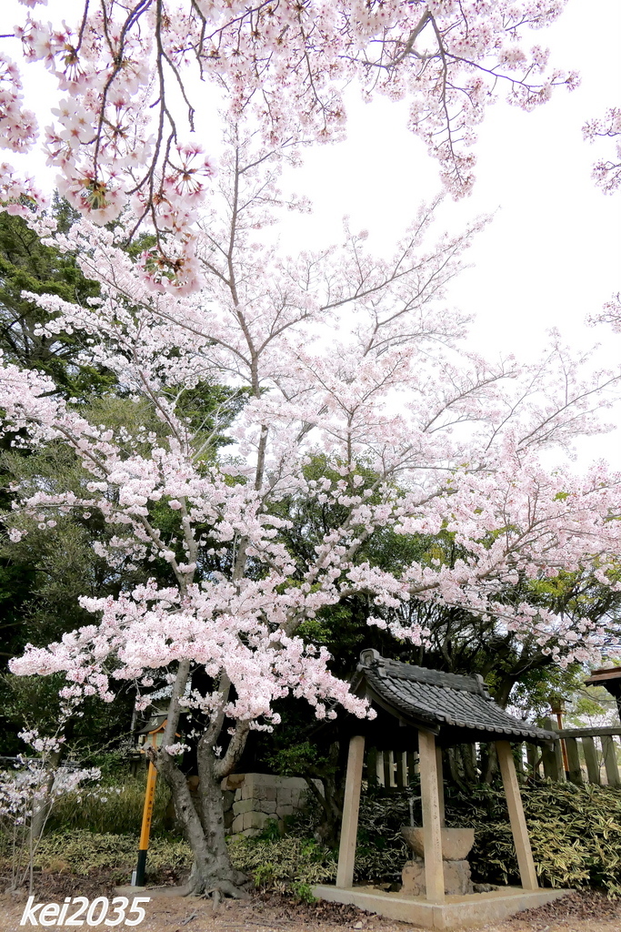 大雄山大賀島寺の桜