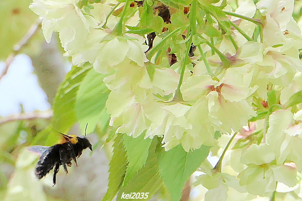 ウコン桜＆クマバチ