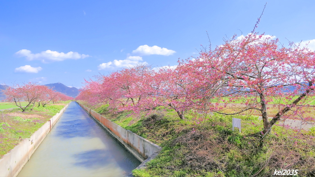 河津桜