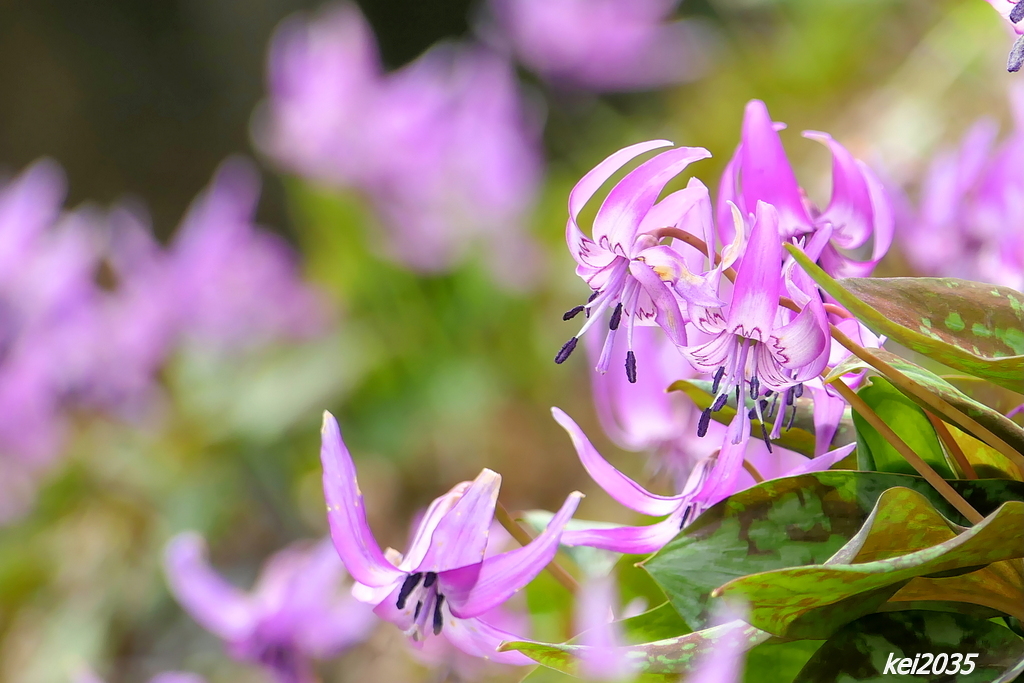 カタクリの花