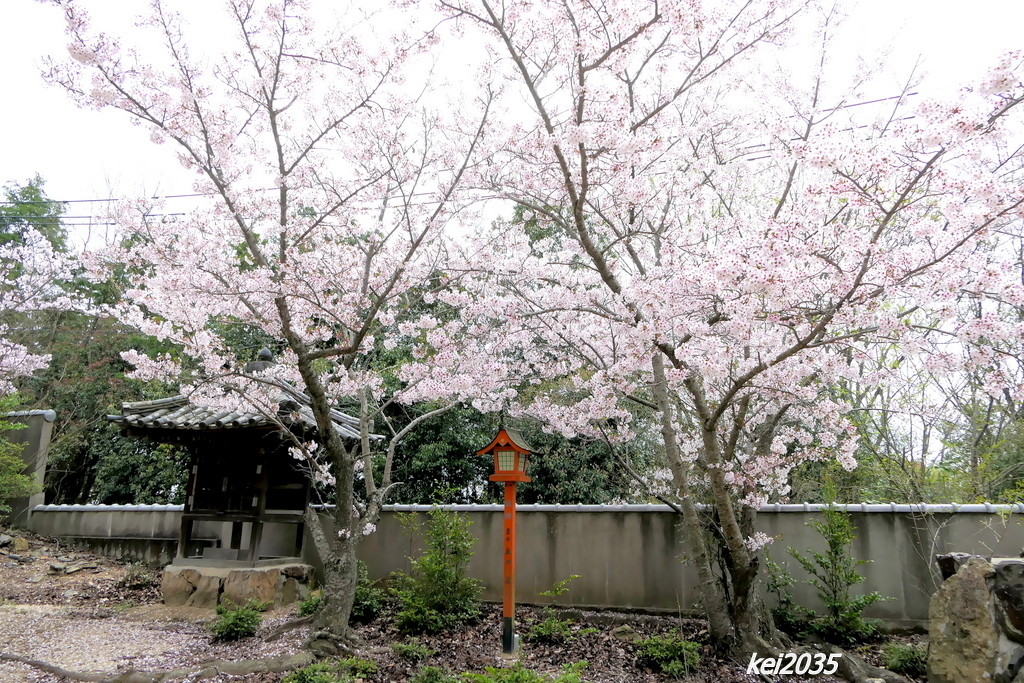 大雄山大賀島寺の桜