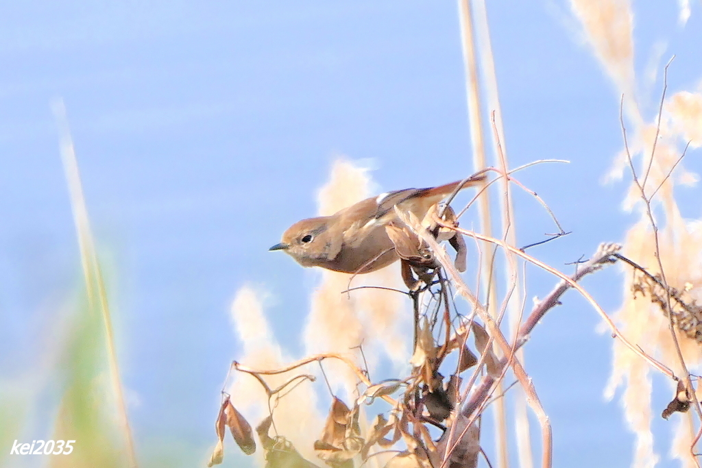 ジョウビタキ　NO.1