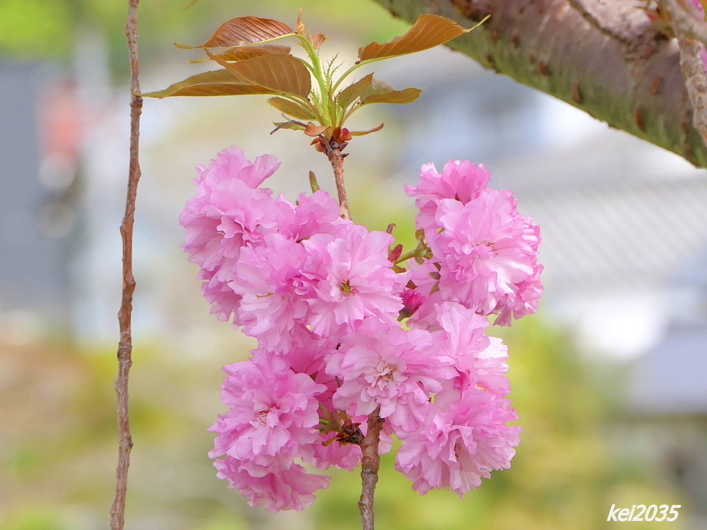 宗堂桜