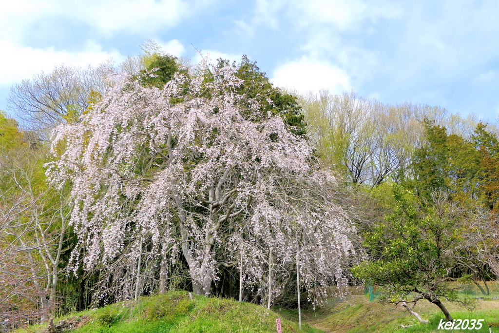 　三春桜　