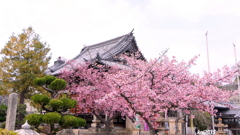 妙林寺の河津桜