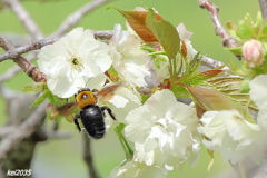 ウコン桜＆クマバチ