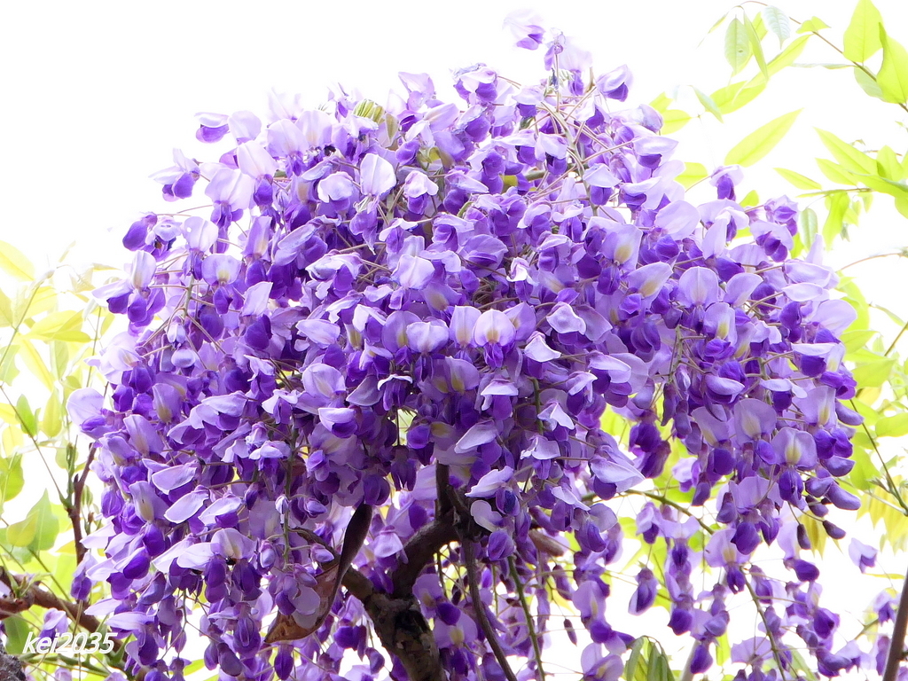 藤の花 by kei2035 （ID：12383146） - 写真共有サイト:PHOTOHITO