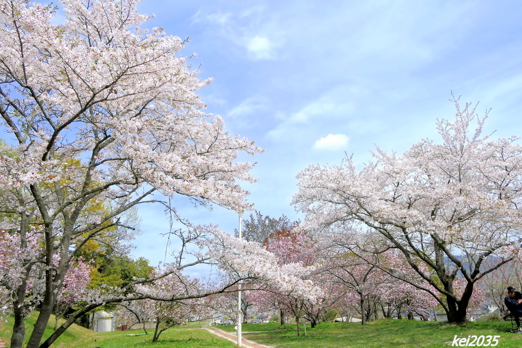 桜