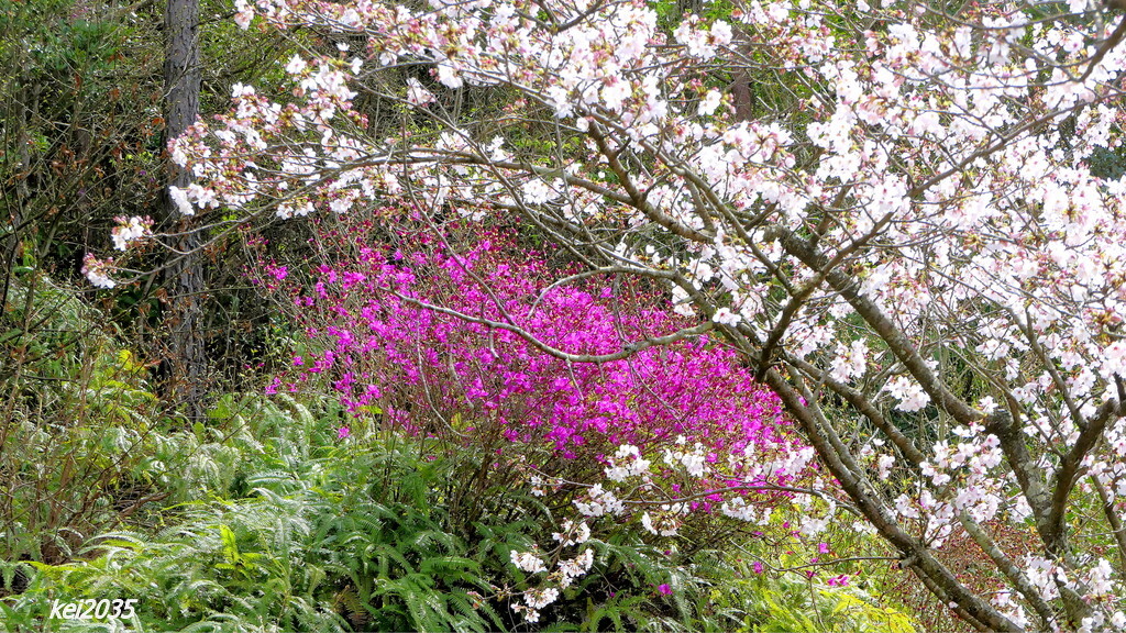 桜＆ツツジ