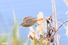 ジョウビタキ　NO.3