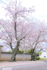 上寺の桜