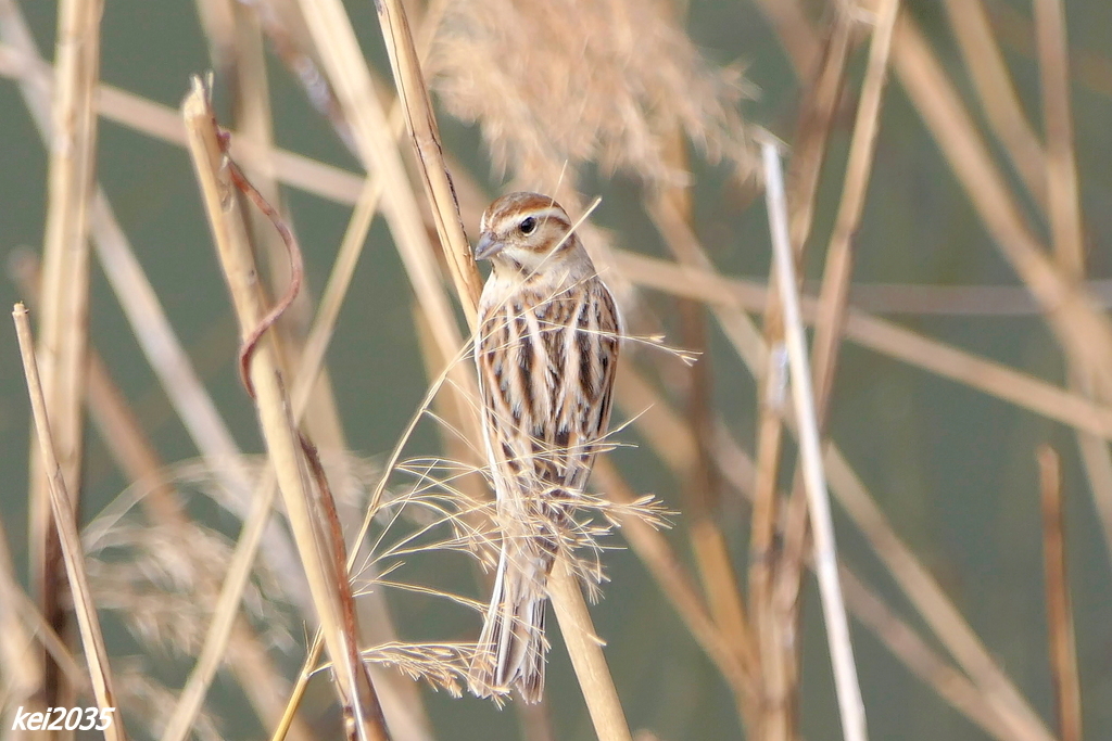 オオジュリンNO.1　