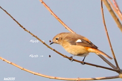 ペレットを吐き出すジョウビタキNO.4