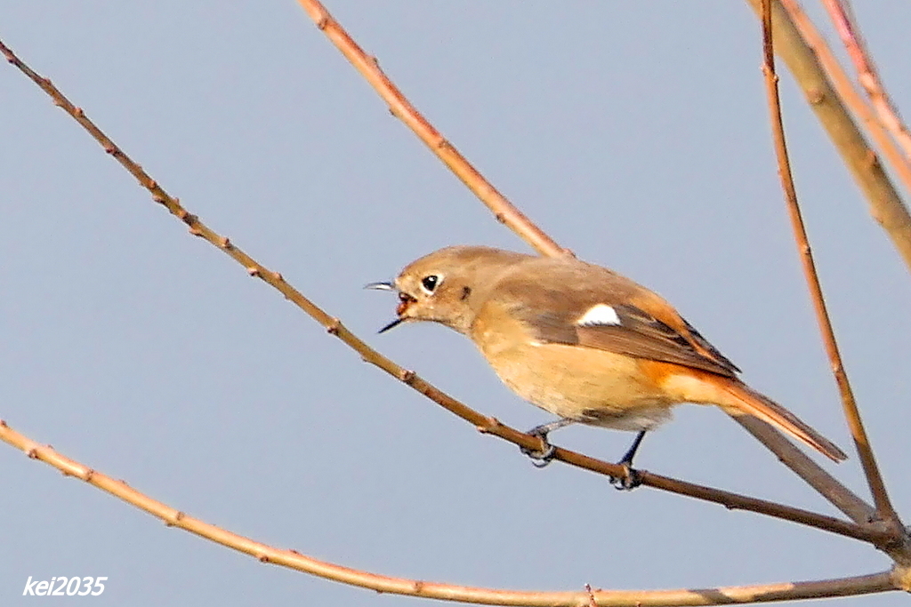 ペレットを吐き出すジョウビタキNO.3