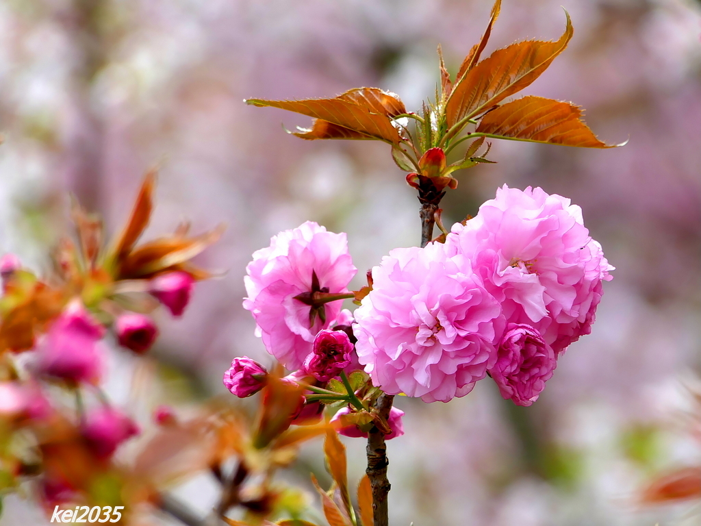 宗堂桜