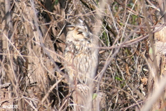 トラフズクNO.2