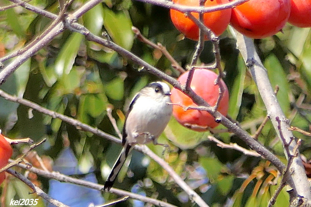 エナガのジャンプNO.2