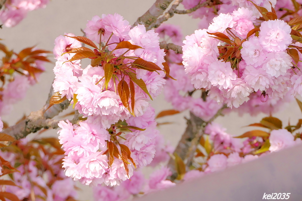 宗堂桜