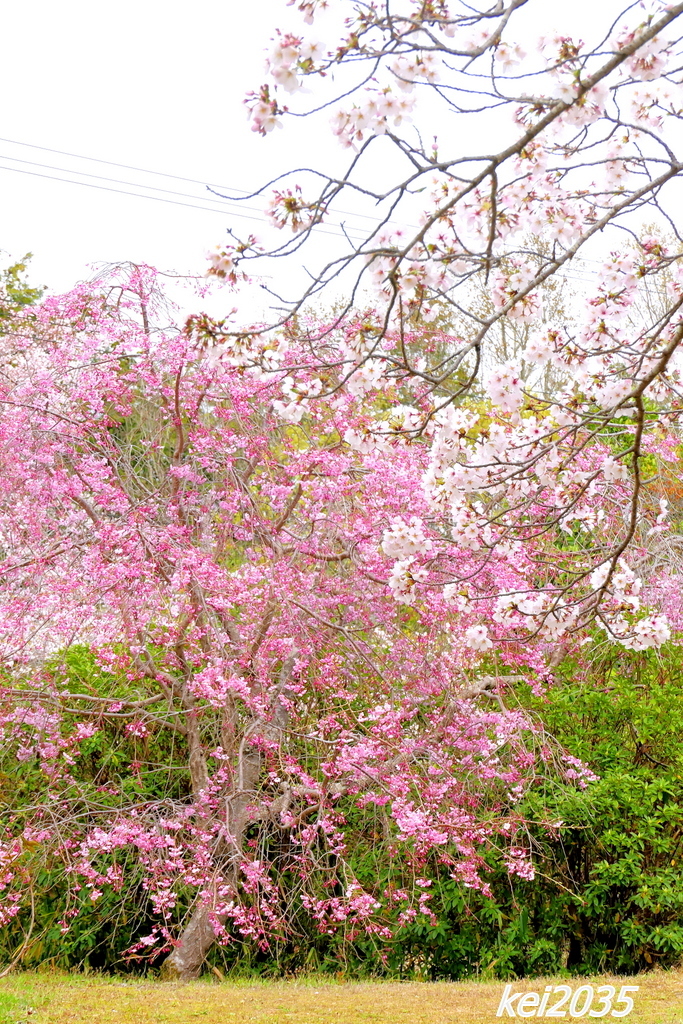 貴船神社の桜