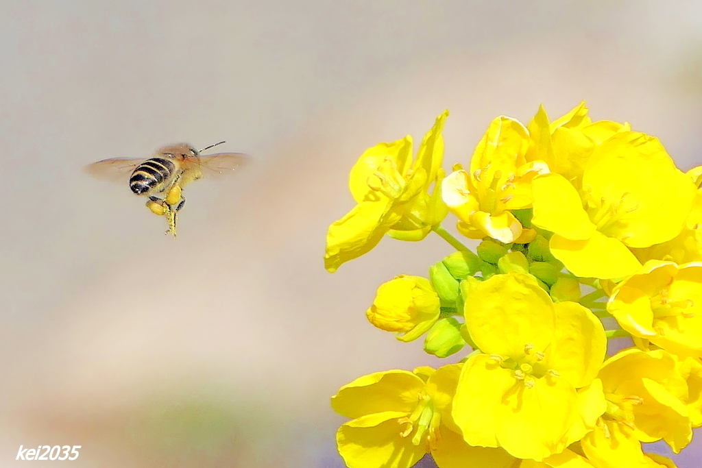 蜜蜂＆菜の花　NO.４