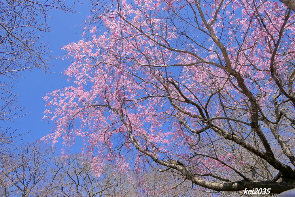 　桜　