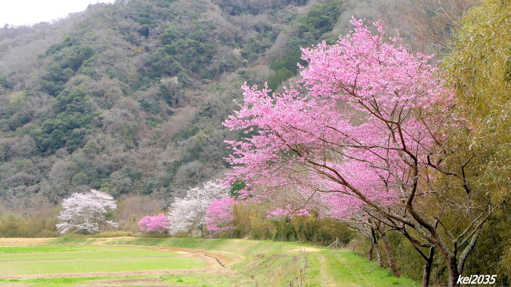 　桜