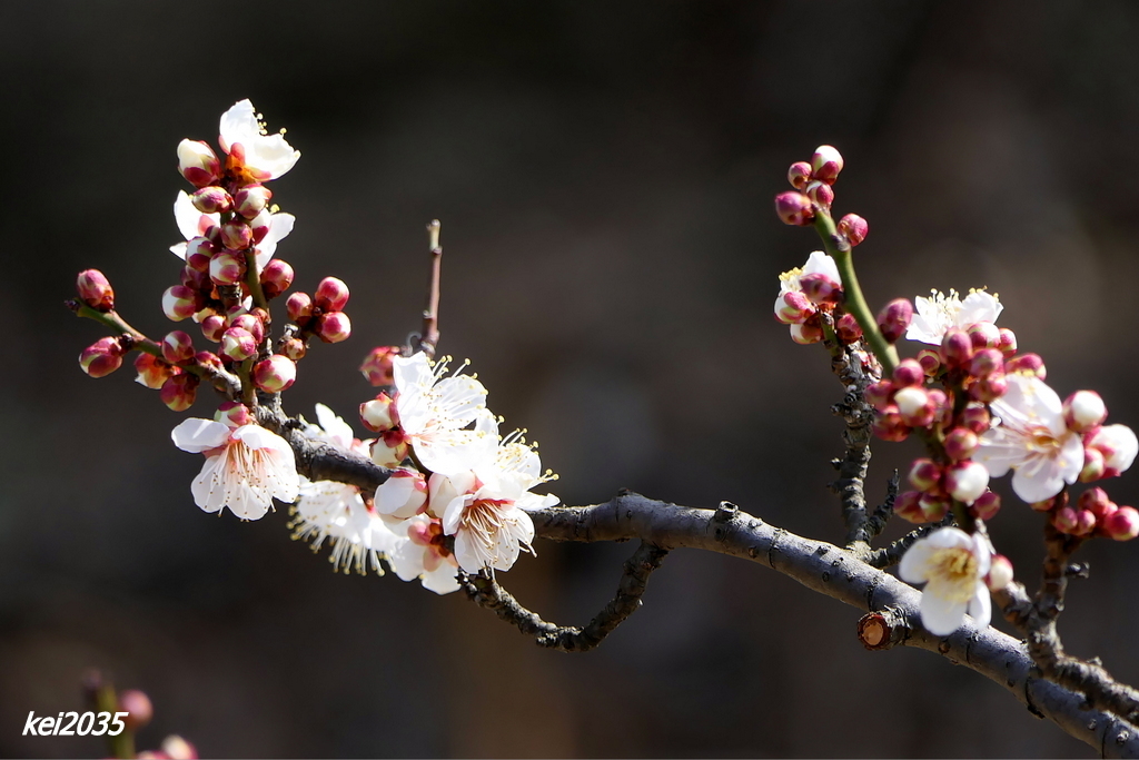 「白梅」神崎梅園 
