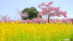 菜の花＆河津桜